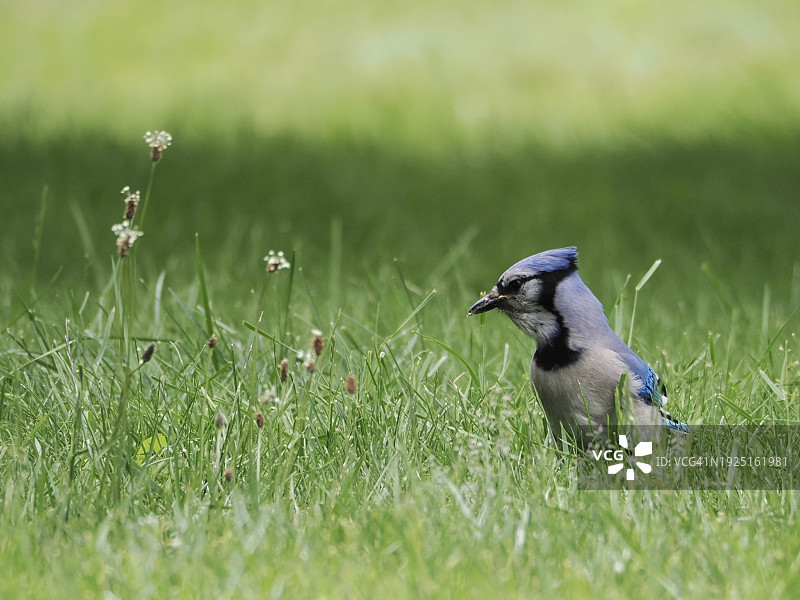 美国马萨诸塞州布鲁克莱恩，栖息在草地上的松鸦特写图片素材