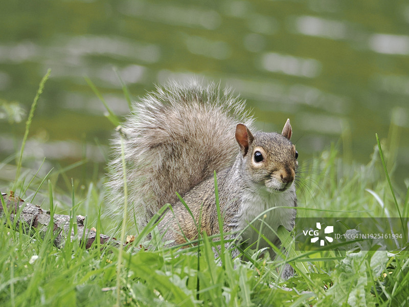 草地上灰松鼠的特写，美国马萨诸塞州布鲁克莱恩图片素材