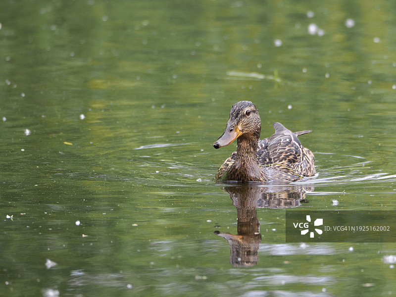 在湖中游泳的雌性绿头鸭，美国，马萨诸塞州，布鲁克林图片素材