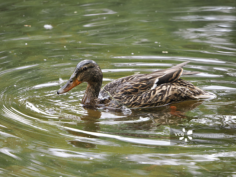 游泳的雌性绿头鸭，美国马萨诸塞州布鲁克林图片素材