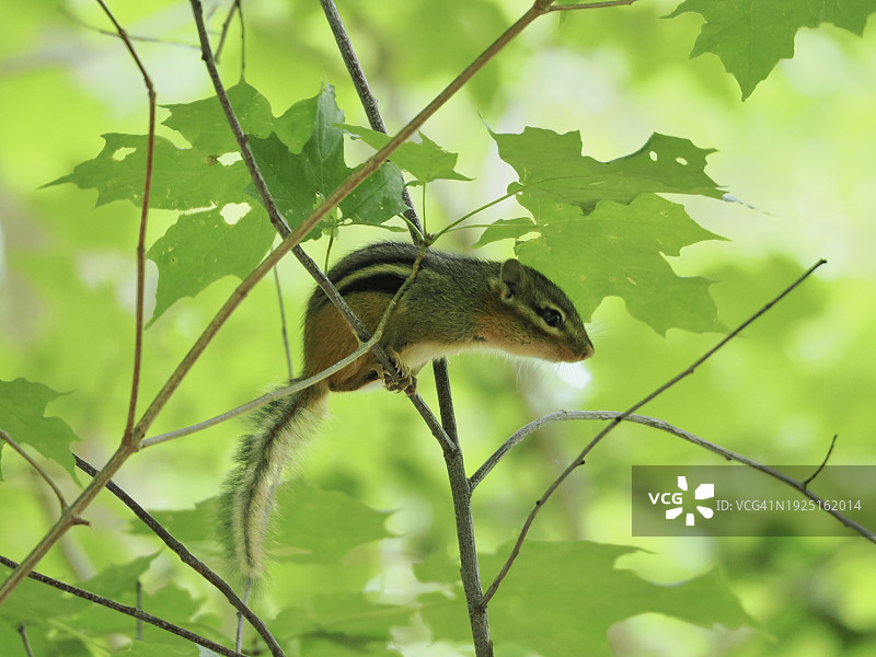 马萨诸塞州布鲁克莱恩植物蜥蜴特写图片素材