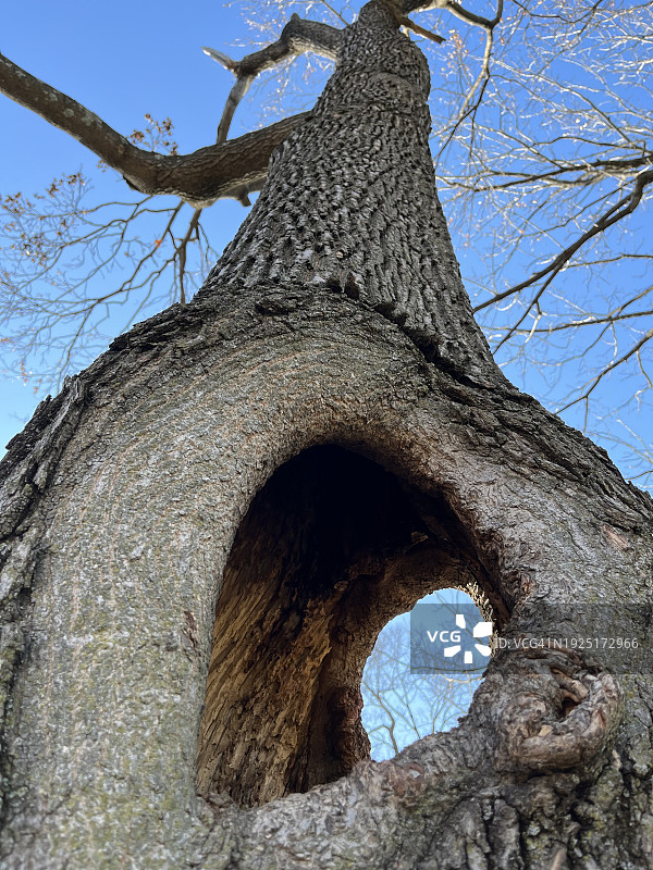 美国弗吉尼亚州斯汤顿：蓝天下的树木仰视图片素材