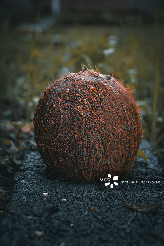 地面椰子的特写图片素材