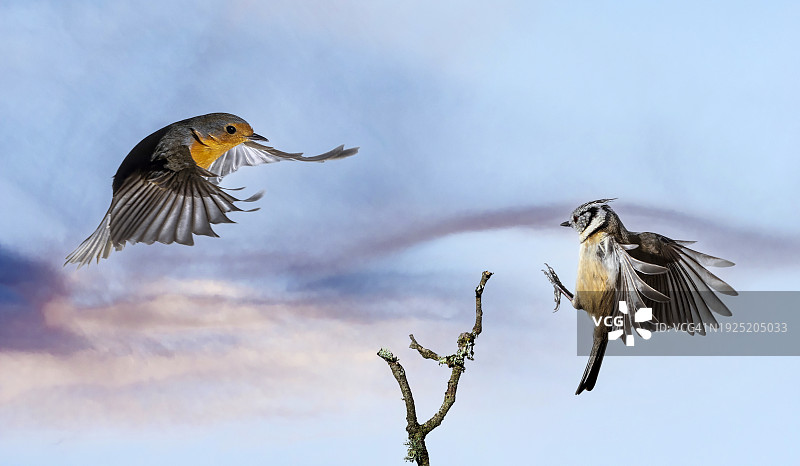 知更鸟和煤山雀栖息在树枝上的特写图片素材