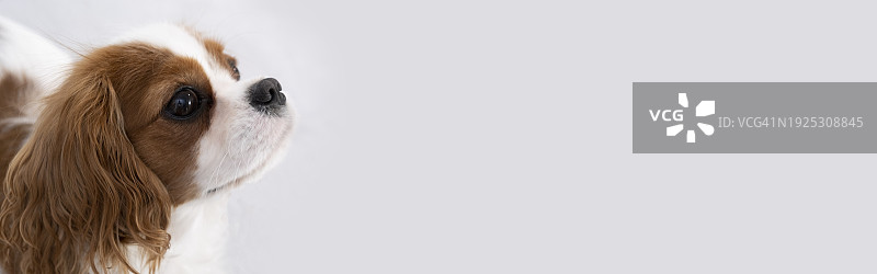 白色背景下的狗特写图片素材