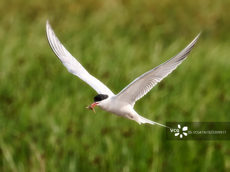 燕鸥飞过田野的特写，英国利明顿图片素材