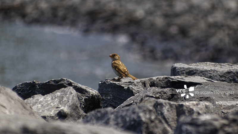 美国纽约，栖息在岩石上的歌雀特写镜头图片素材