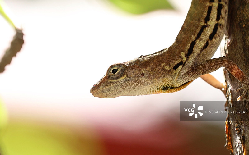 树上的变色龙特写图片素材