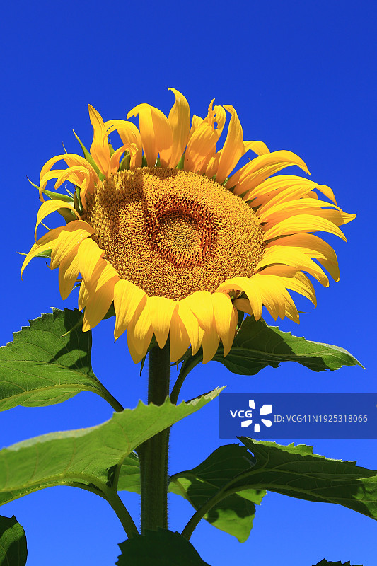 向日葵在蓝天下的低角度视角图片素材