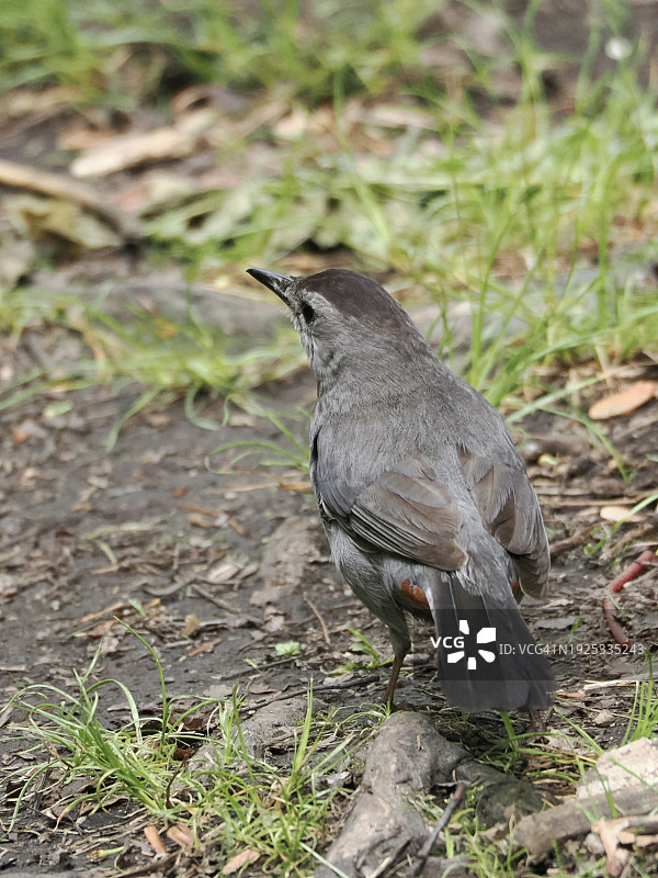 近距离拍摄栖息在田野上的鸣禽，马布尔黑德镇，马萨诸塞州，美国图片素材