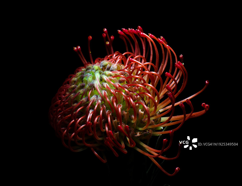 黑背景下的红色花朵特写，黑山图片素材