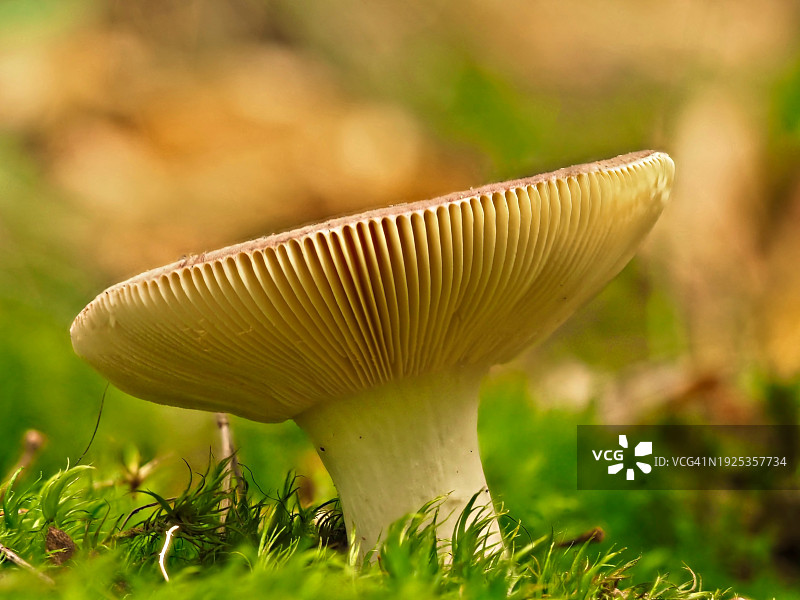 田间蘑菇生长特写图片素材