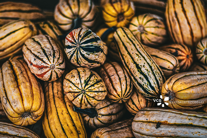 市场上南瓜高角度视图，美国康涅狄格州米斯蒂克图片素材