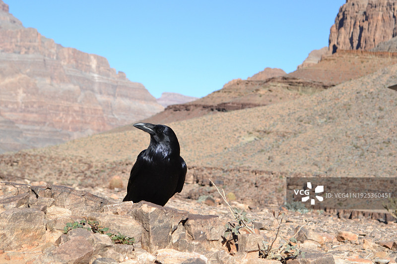 乌鸦栖息在内华达州岩石上的特写图片素材