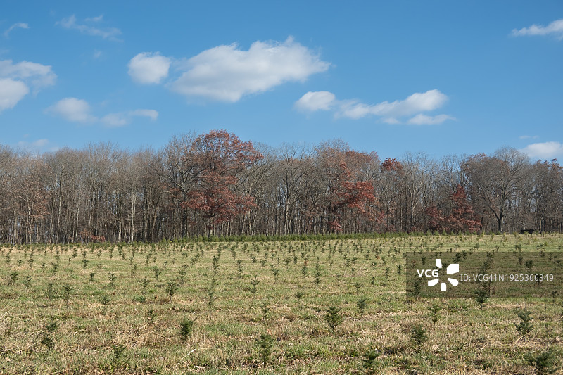 田野上的树木映衬着天空图片素材