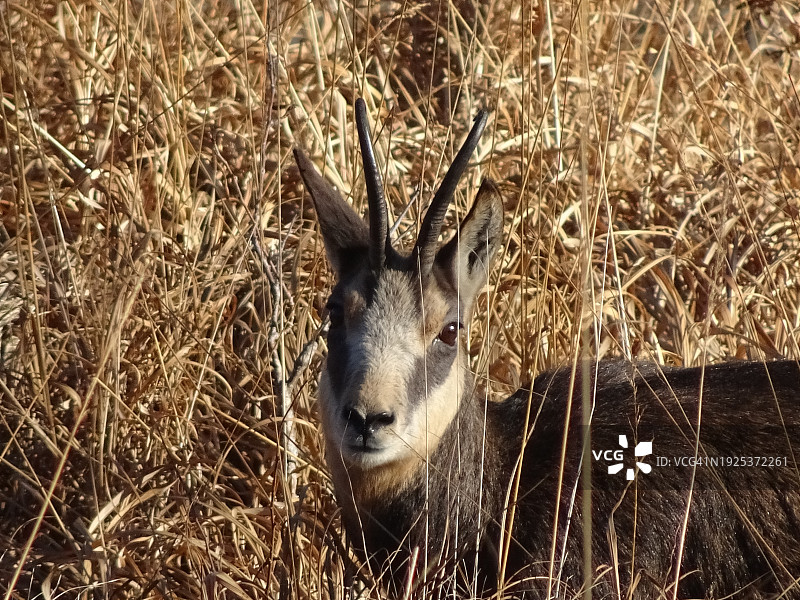 鹿站在田野上的肖像图片素材