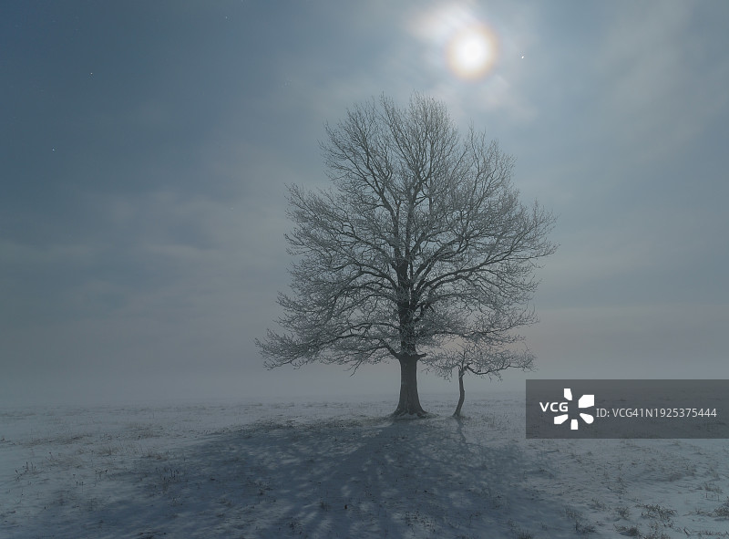 雪原上光秃秃的树木全身照图片素材