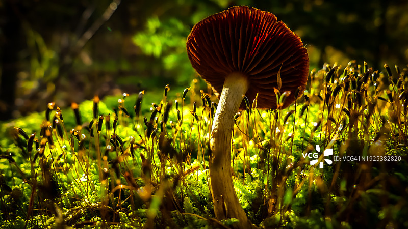 田间蘑菇生长特写图片素材
