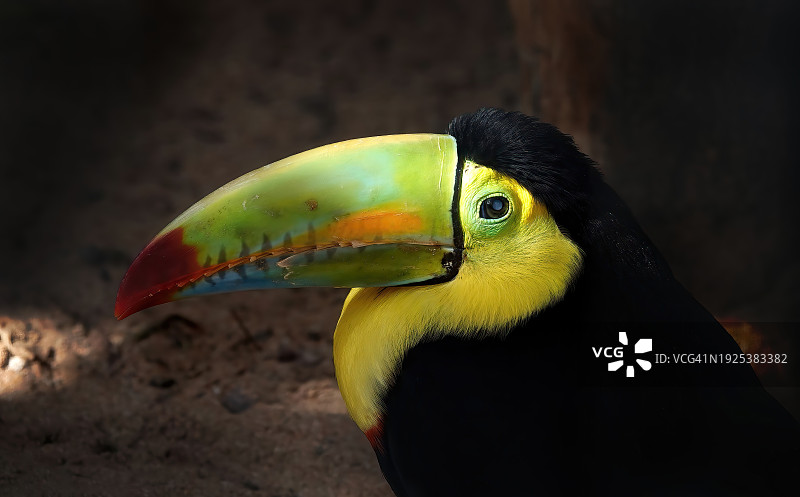 栖息在树枝上的巨嘴鸟特写图片素材