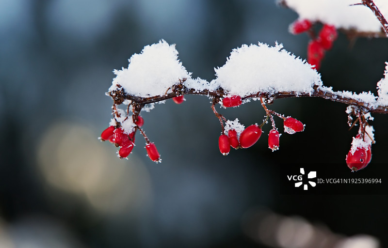 树上冷冻浆果的特写镜头图片素材