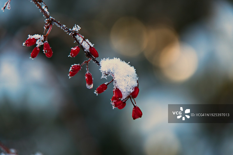 冬季植物上的红色浆果特写图片素材