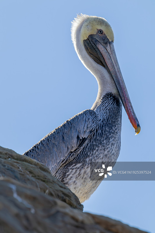 美国加利福尼亚州圣克鲁斯，棕色鹈鹕在晴朗天空下的仰视角度照片图片素材