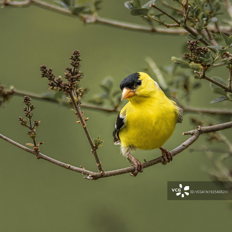 金翅雀栖息在树枝上的特写，美国威斯康星州埃文斯维尔图片素材