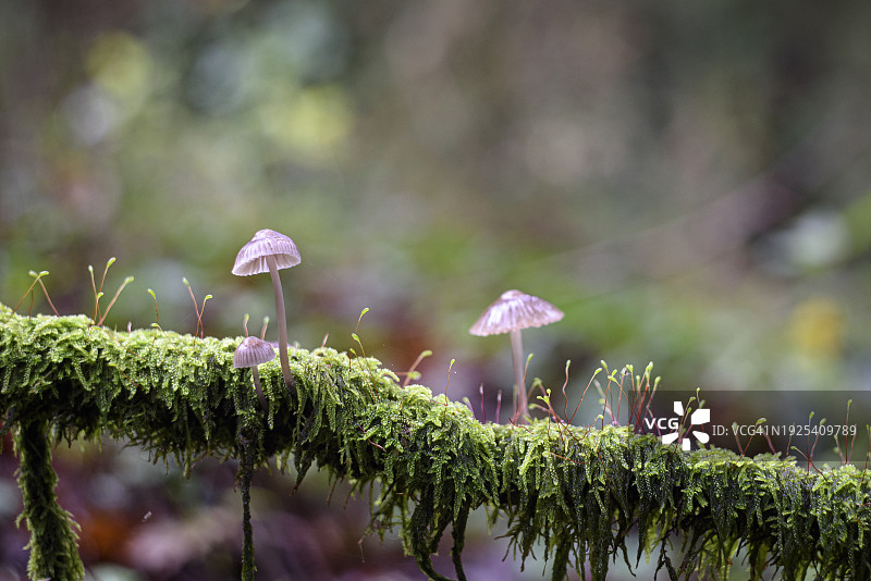 树上生长的蘑菇特写图片素材
