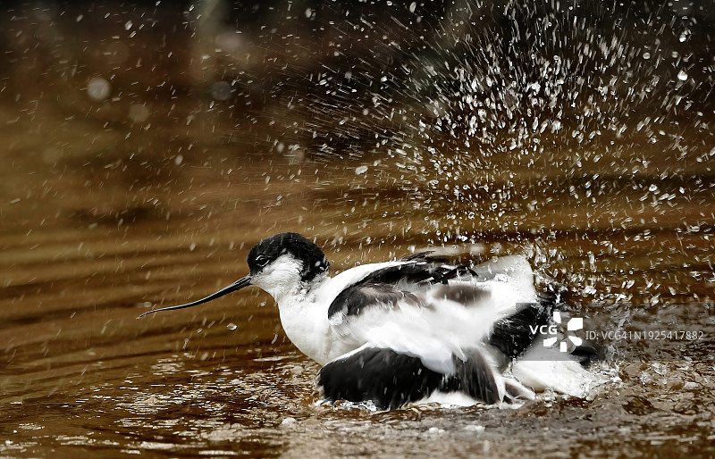 在湖中游泳的反嘴鹬侧视图，德国石勒苏益格荷尔斯泰因图片素材