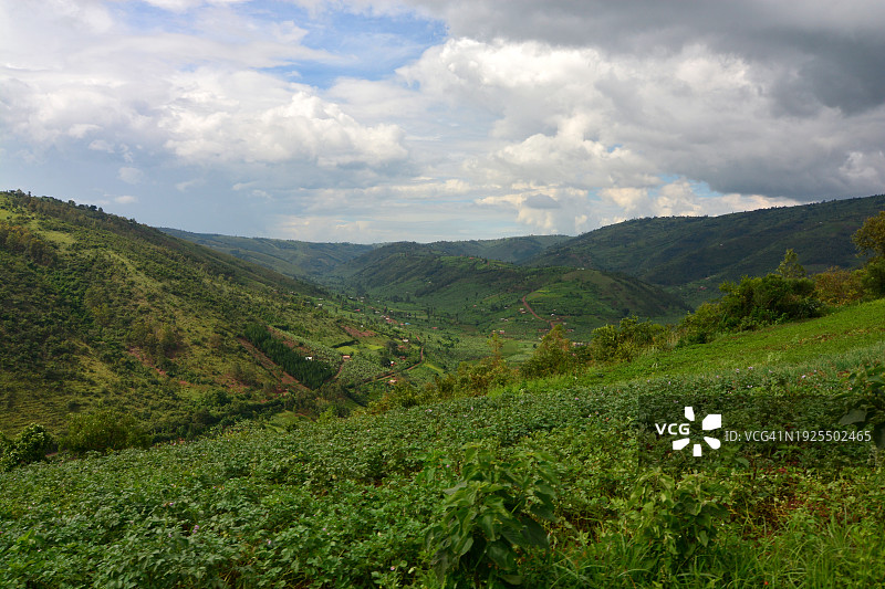 乌干达绿色山丘上的花生作物图片素材
