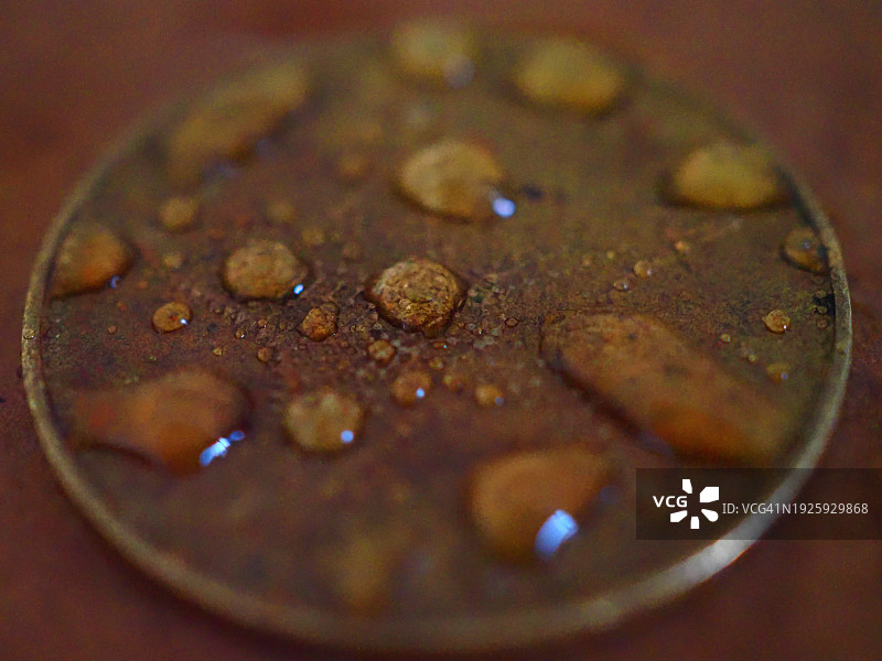 带水滴的海星硬币图片素材