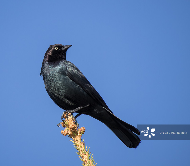 栖息在树顶的黑鹂，加拿大图片素材