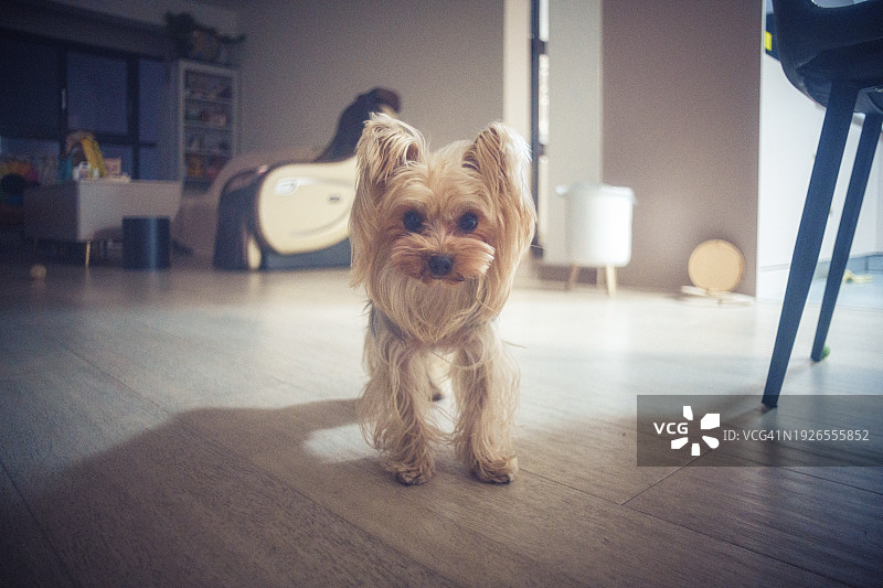 居家约克夏梗犬图片素材