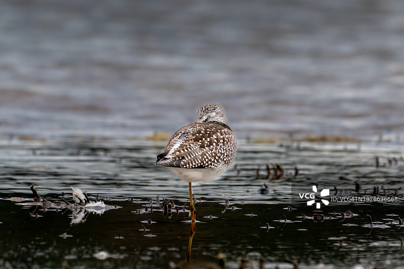 大黄脚鹬图片素材