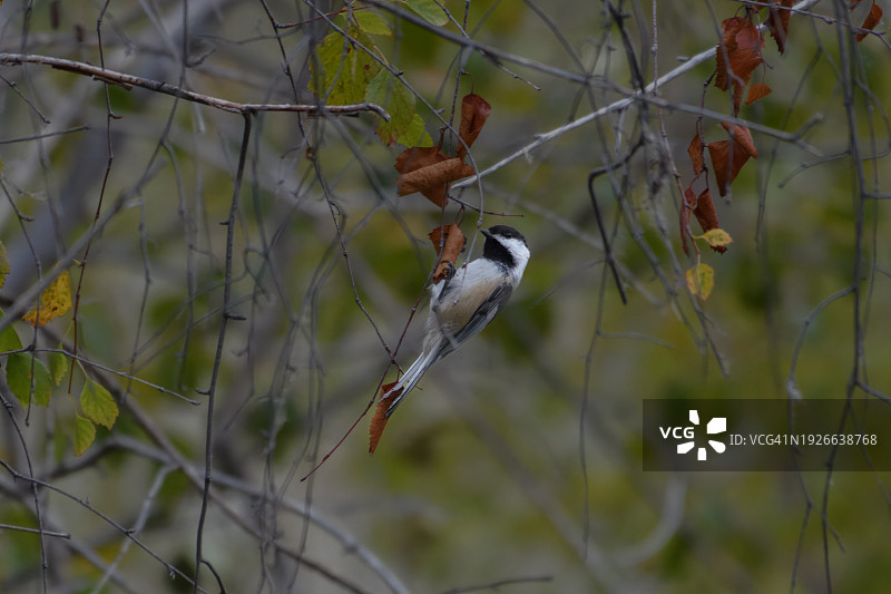 吃教山雀图片素材