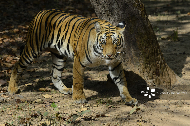 印度中央邦班达迦国家公园内行走的野生孟加拉虎图片素材