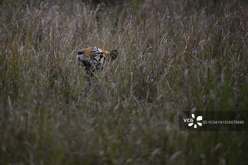 印度坎哈国家公园的野生雄性孟加拉虎图片素材