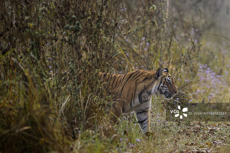 印度吉姆·科比特国家公园草地中的野生孟加拉虎图片素材