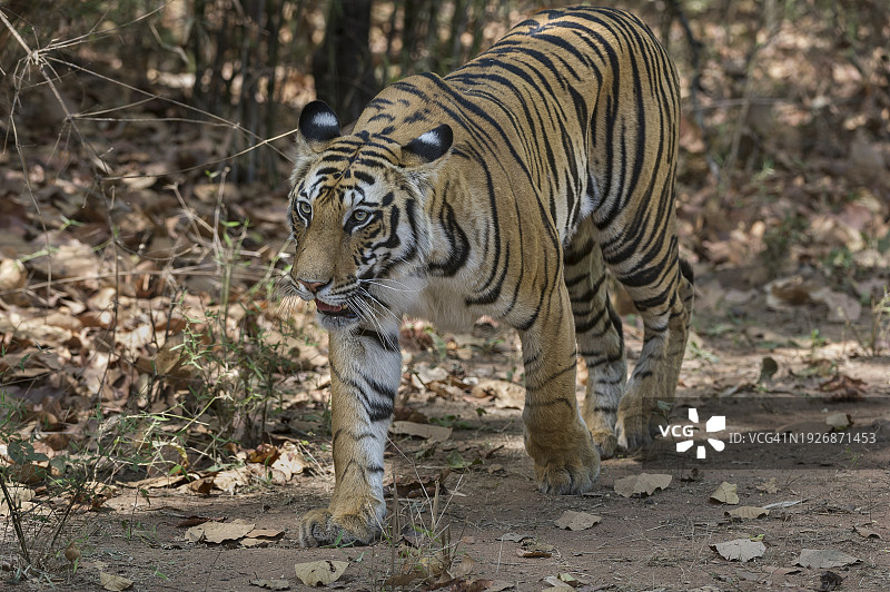 印度中央邦班达迦国家公园内行走的野生孟加拉虎图片素材