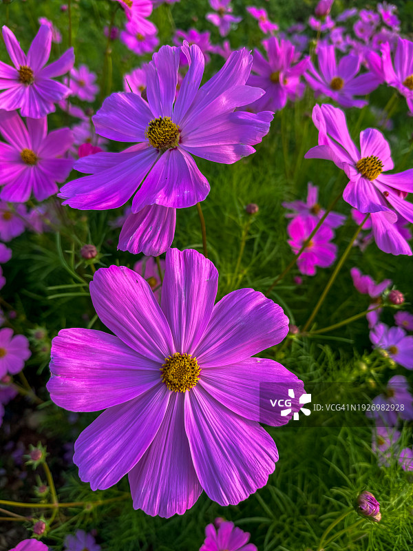 粉红宇宙花图片素材