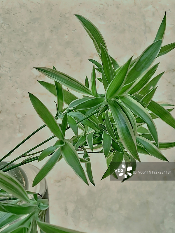 吊兰小苗玻璃瓶水培图片素材