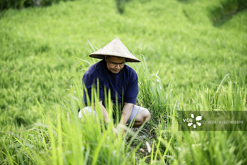 亚洲农民在稻田里劳作图片素材
