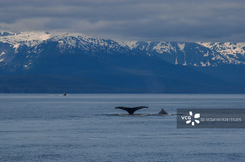 座头鲸在阿拉斯加海域畅游图片素材
