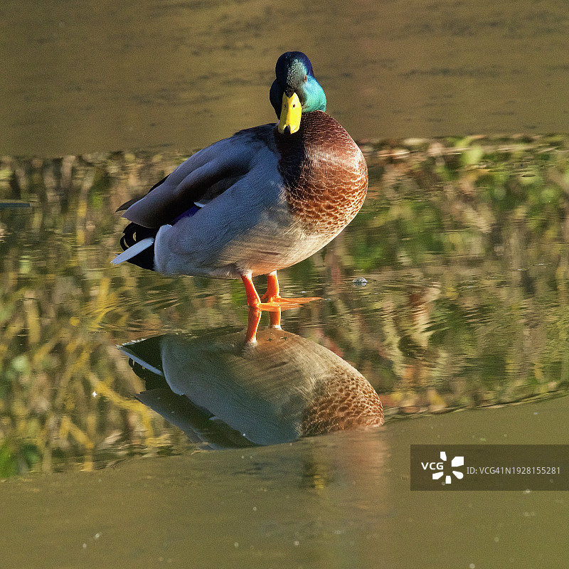 英国格里姆斯比湖中游泳的绿头鸭特写图片素材