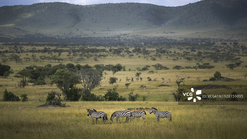 高角度拍摄的斑马在田野上吃草图片素材