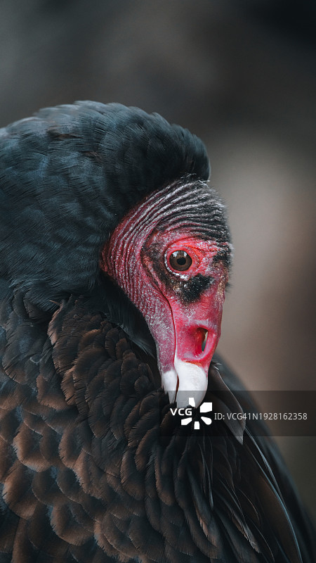 特写：圣巴巴拉动物园的秃鹰图片素材