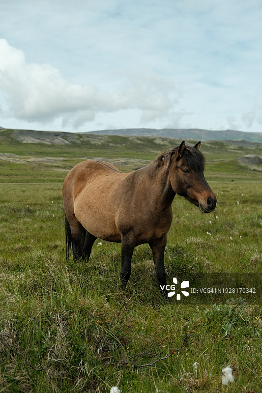 站在冰岛田野上的纯种马侧视图图片素材