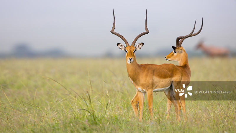 站在田野里的鹿的肖像，肯尼亚图片素材