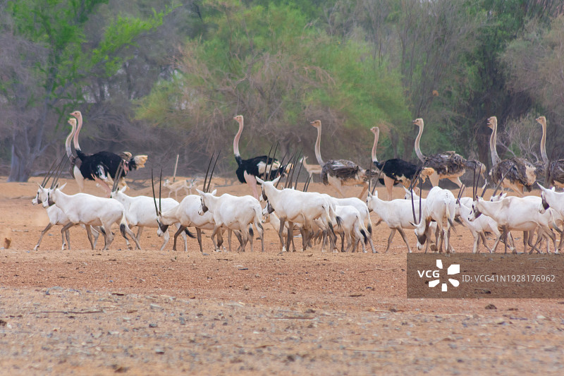 高角度视角下的在道路上的山羊图片素材