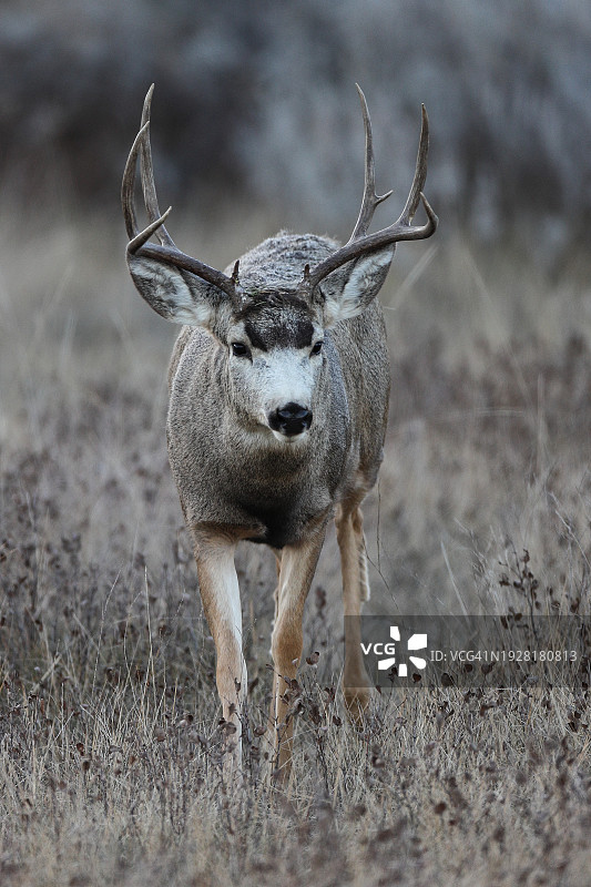 站在美国北达科他州田野上的白人肖像图片素材